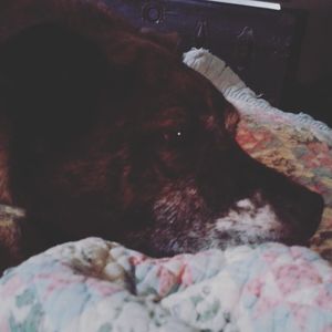 Meet your Posher, Diane